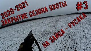 #3 ЗАКРЫТИЕ СЕЗОНА ОХОТЫ НА ЗАЙЦА 2020-2021 В МЕСТНЫХ УГОДЬЯХ : ДЕНЬ ТРЕТИЙ