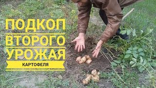 Второй урожай каротофеля на этапе его созревания (укр.)