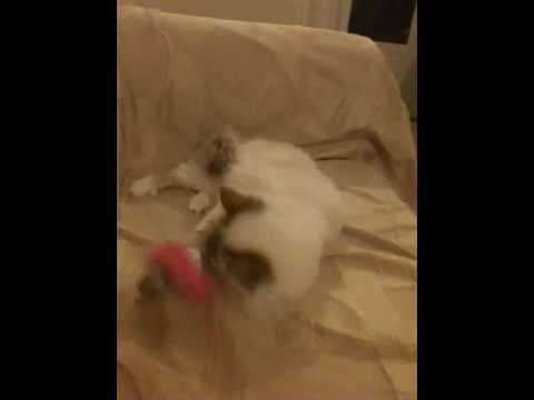 Birman Cat Semeli playing