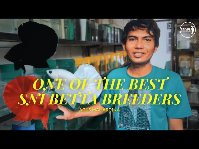 ONE OF THE BEST SNI BETCH BREEDERS IN PATRIOT CITY - AGUS MAHARDIKA class=
