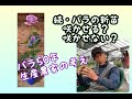 続・バラの新苗の花は咲かせる?咲かせない?