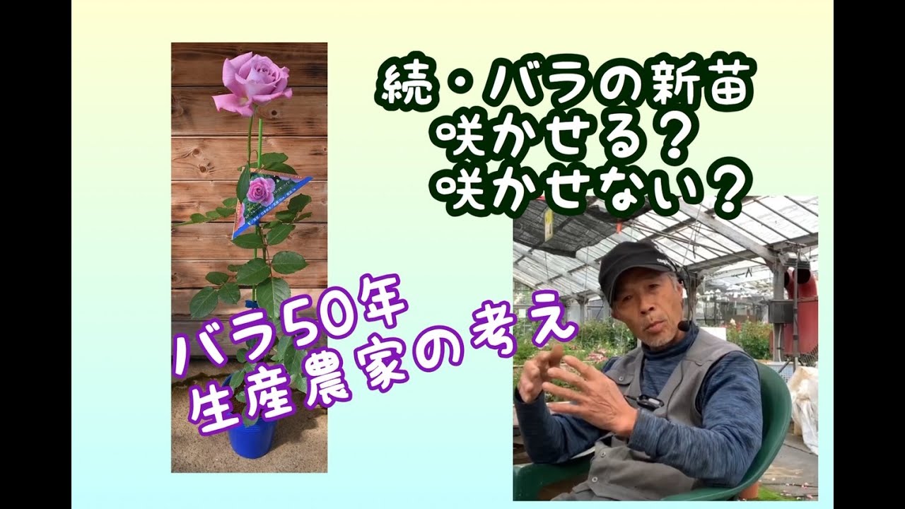 続・バラの新苗の花は咲かせる？咲かせない？ - YouTube