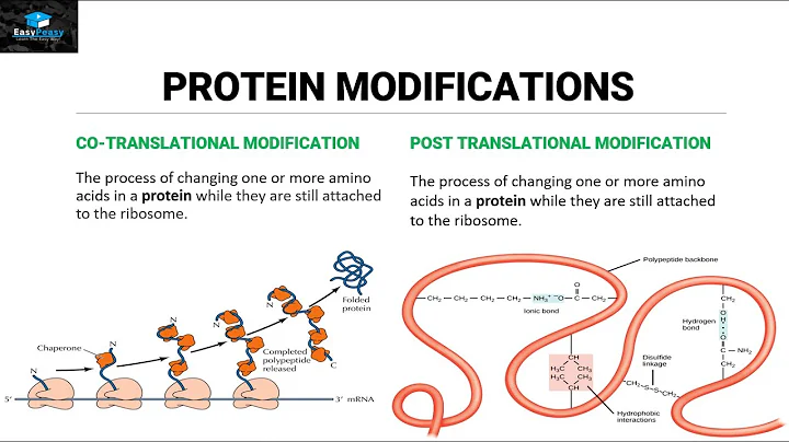 Post Translational Modifications Of Proteins - DayDayNews