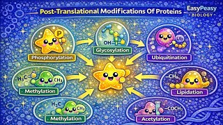 Post Translational Modifications Of Proteins