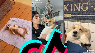 The Most Lazy Corgi TikTok Compilation | Dogs Of TikTok by Dogs Of TikTok 6,915 views 2 years ago 13 minutes, 36 seconds