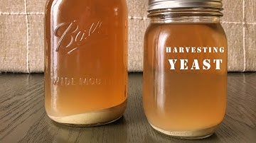 How to Harvest Yeast from Homebrewed Beer