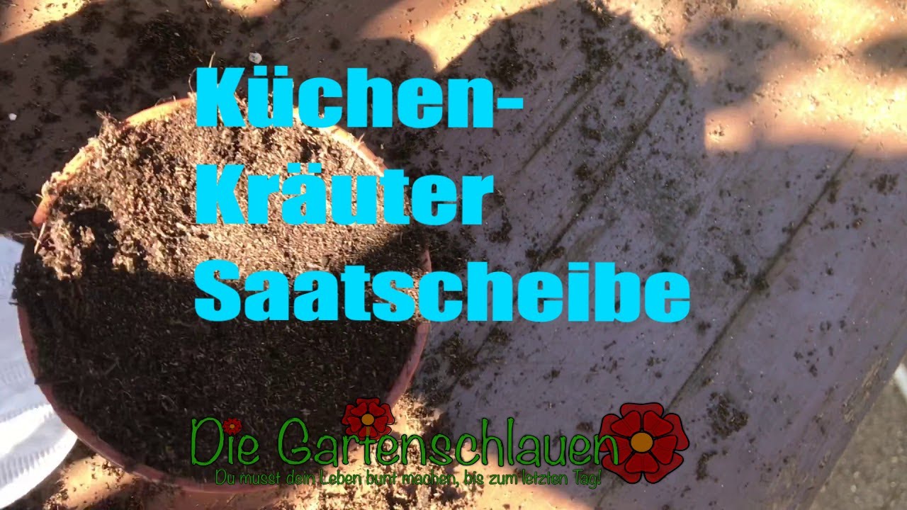 Petersilie mit Saatscheibe aussäen: Funktioniert das wirklich so einfach?