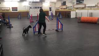 Lady- Agility Class | March 19, 2018