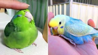 Smart And Funny Parrots Parrot Talking Videos Compilation (2024) - Cute Birds #15 by Parrots Fun TV 15,377 views 2 months ago 30 minutes
