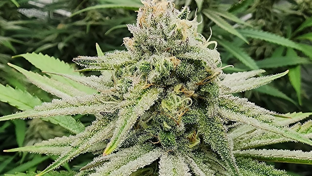 Gaia Green Autopots  day 37 flower. Blackleaf Genetics Ice Rock Candy and Solfire Strawmata 