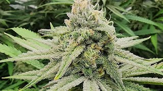 Gaia Green Autopots day 37 flower. Blackleaf Genetics Ice Rock Candy and Solfire Strawmata
