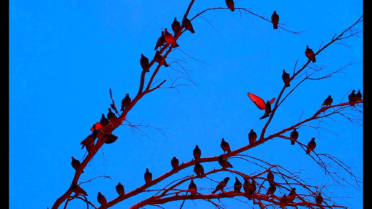 Amazing Natural Bird Sounds. No Copyright Stock. YouTube