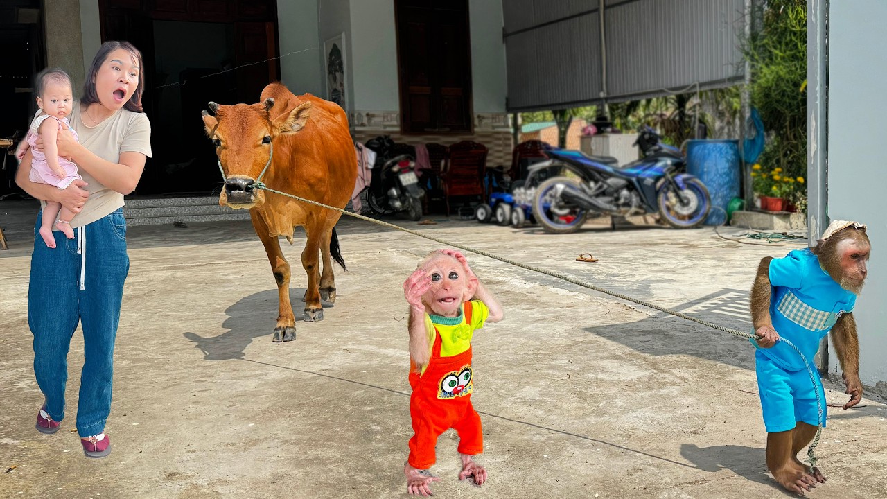 CUTIS Refuses to Care for Baby Goes to Herd Cows | Mom & Buem Confused