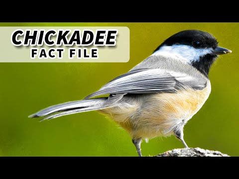 Chickadee Facts: a