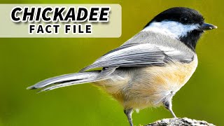 Chickadee Facts: a BIRD that SINGS its NAME | Animal Fact Files