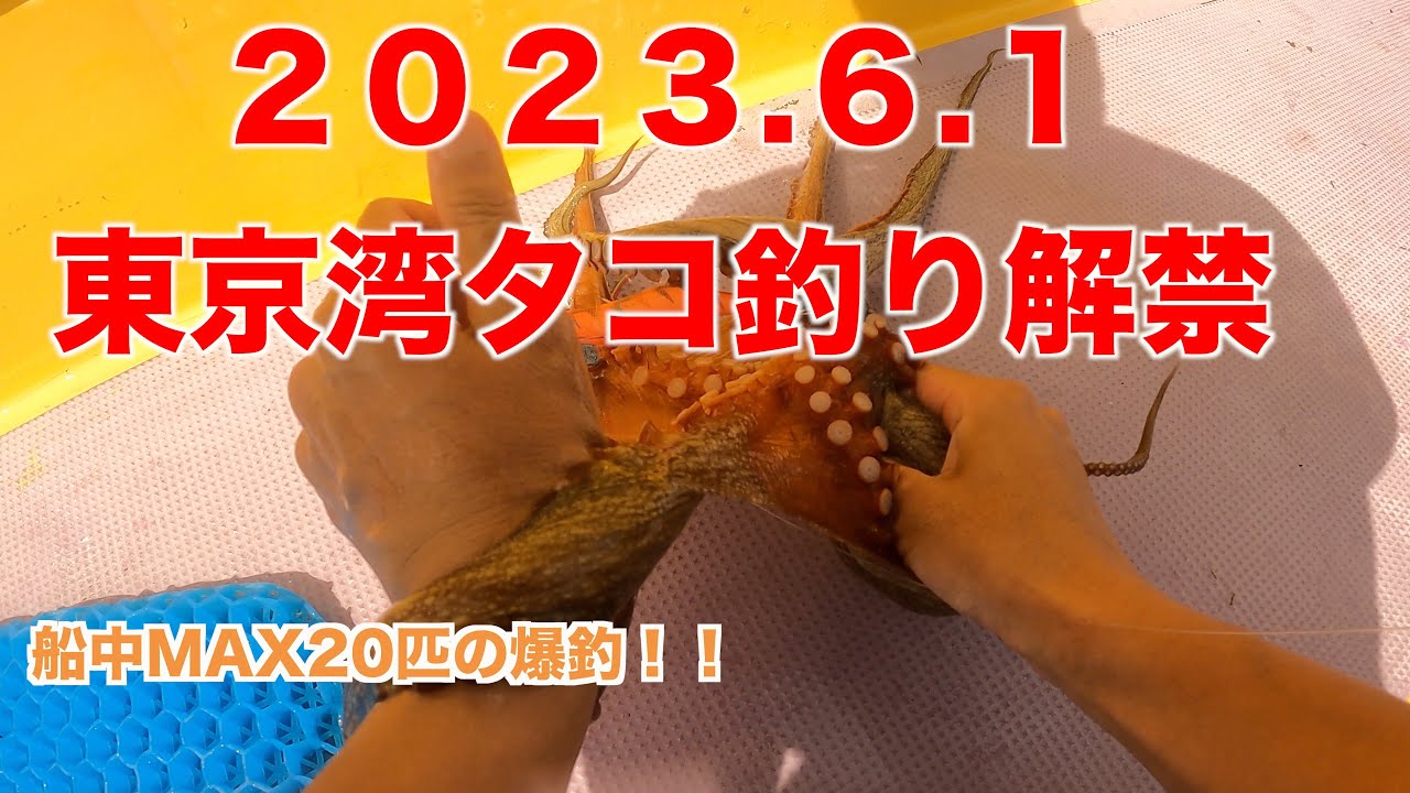 東京湾タコ解禁】2023年6月1日（木）豆や ／Octopus Fishing