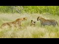 Cheetah Mother Tries Saving Cub After Leopard Catches It