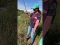 🚨THAÍS PEGOU TRAIRA no AO VIVO😱 #pescaria #comopescar #fishing #pesca #shortvideo