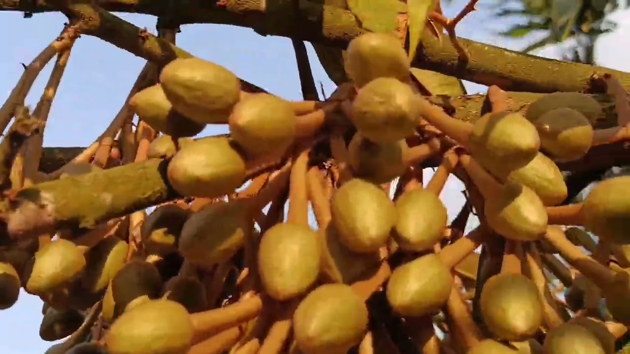 แต่งมะเขือพวงวันแรกสวนหนุมาน#ทุเรียนชุมพร