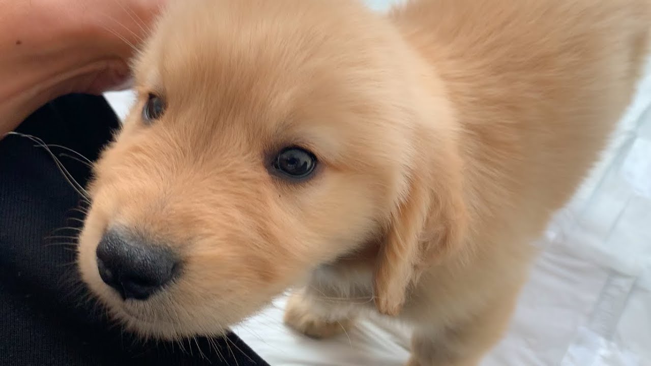 未公開 東京都在住一人暮らし ゴールデンレトリバー子犬と初めての触れ合い Youtube 未公開 東京都在住一人暮らし ゴールデンレトリバー子犬と初めての触れ合い Youtube