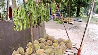 Durian Kampung | Tapah | Cameron Highland - Malaysia