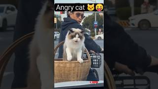 Angry  cat 🐱😝# shorts #animals #funnyanimals #animallovers #foryo #petshorts #wildlife #cat #cute