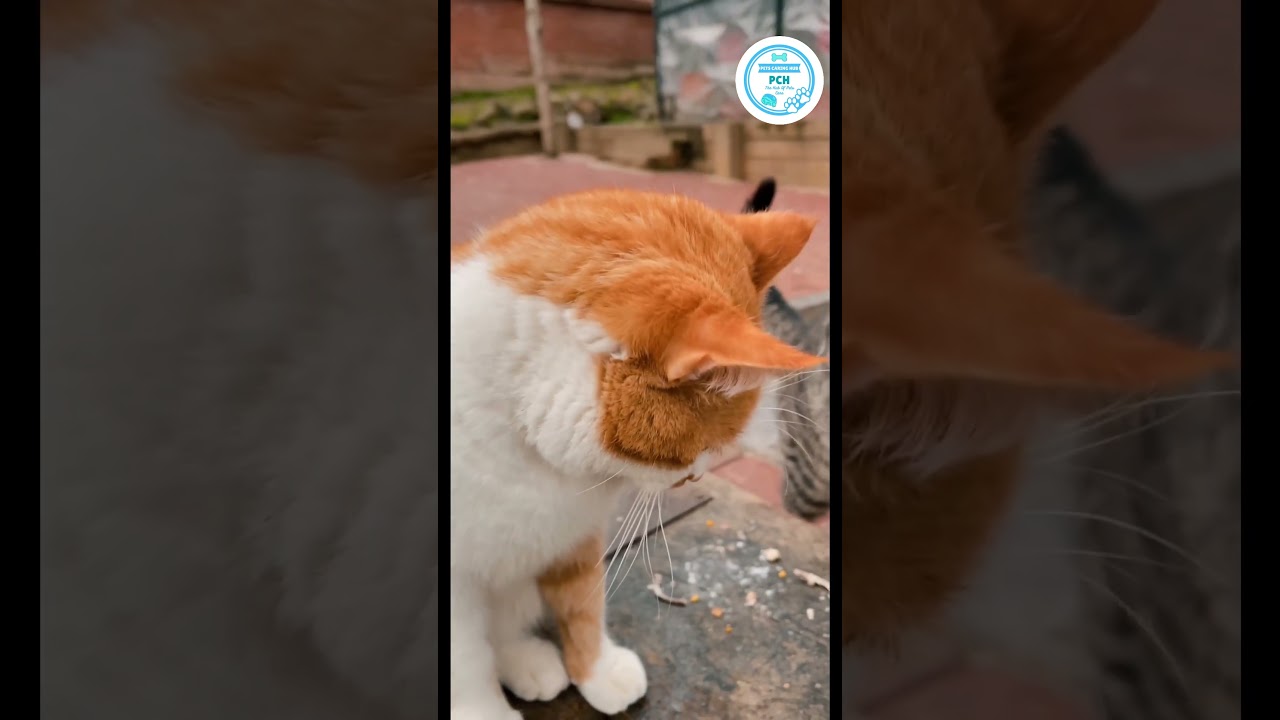 How to Introduce New Cat to Your Home? | Pets Caring Hub  