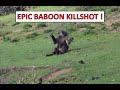Epic baboon hunting 