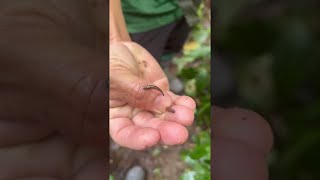 Guas nabalu, Diba Titiu hiking