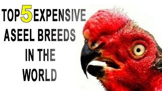 TOP 5 ASEEL BREEDS IN THE WORLD||@nayyabaseels2199