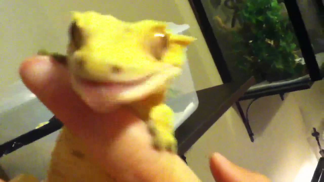geckos for sale Introducing Jacobe!!!