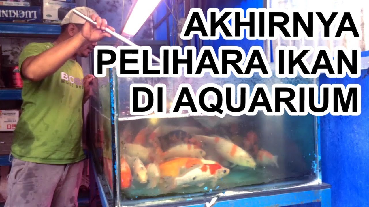 Beli Aquarium dan Ikan Ikannya - Beli Ikan Koi Di Pasar Johar Semarang ...