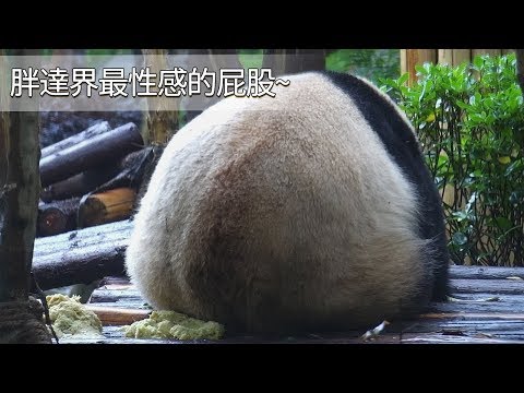 《熊貓早晚安》胖達界最性感的屁股~ | iPanda