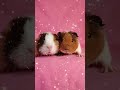 I can't get enough of Miss. Ginger & Lola! #guineapig #cavy #smallpets #smallanimals #babypets #cute