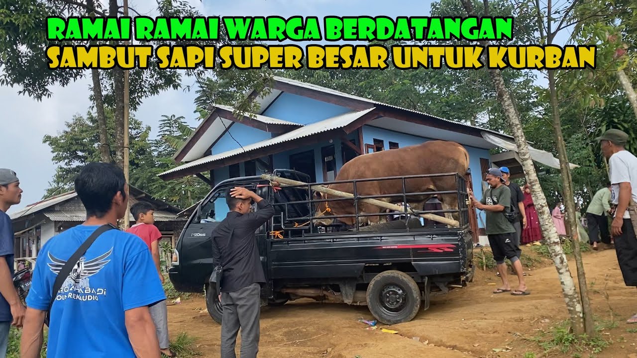 Warga Berbondong Bondong Menyaksikan Untuk Pertamakalinya Ada Kurban Sapi Sebesar Ini