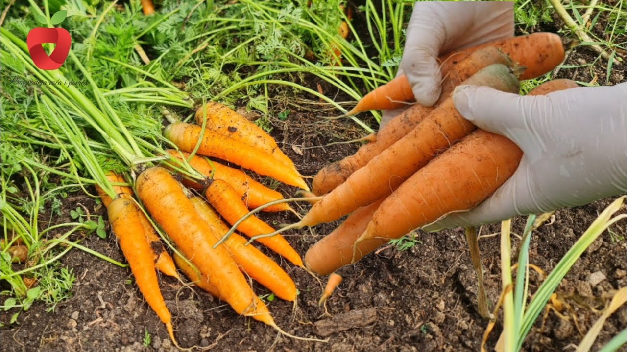Посев моркови в ноябре для раннего и обильного урожая весной!