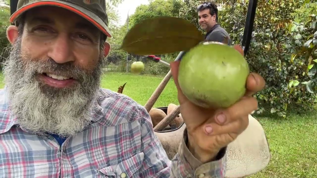 Лучшие сорта яблок сорта «Звездочка», о которых вы никогда не слышали (дегустация с Джулианом в L...