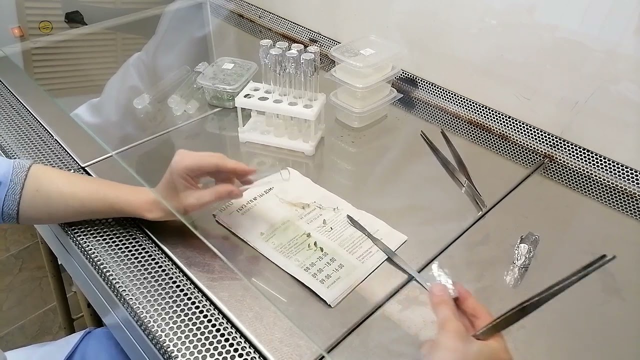 Микроклональное размножение. Микрочеренкование