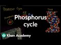 Phosphorus Cycle and Its Impact on Life and Ecosystems