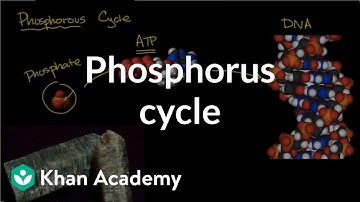 Phosphorous cycle | Ecology | Khan Academy