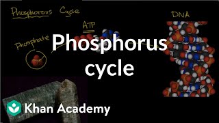 Phosphorous cycle | Ecology | Khan Academy