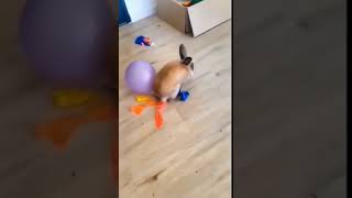 Rabbit Breaks The Balloons