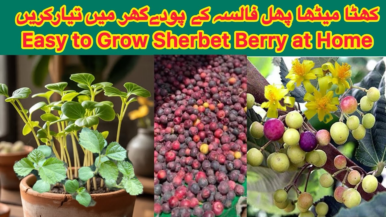 How to grow falsa at home | Phalsa | Sherbet Berries Plants | Grewia asiatica