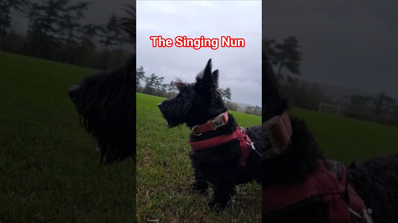 Ещё немного грязных приключений с терьерами и поющей монахиней 🤣