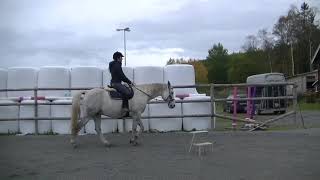 Download Lagu Fokusträning för häst som är tittig när man rider ut MP3