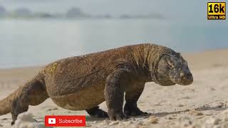 AWESOME ANIMALS | ULTRA HD PK