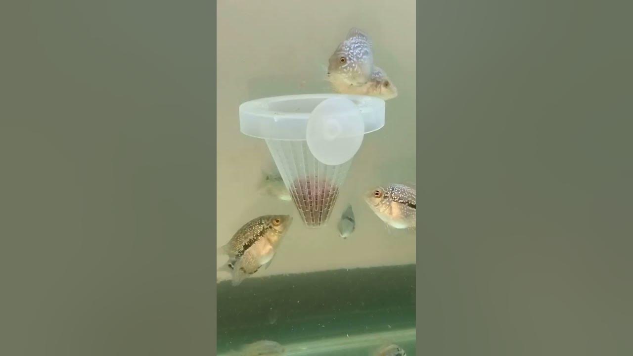 How to Feed Tubifex Worm ️☺️ to my Flowerhorn Fish Shorts YouTube