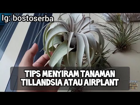 Video: Mengapa tillandsia cyanea saya berwarna hijau?