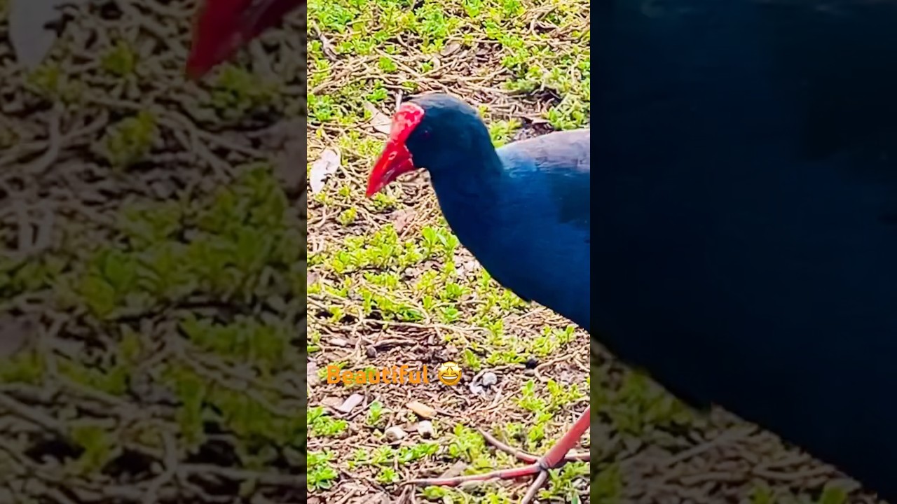 Красивая водяная курица 🤩