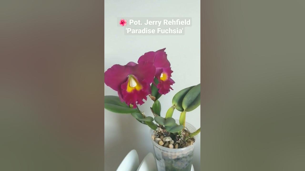 Impatiens New Guinea Paradise Fuchsia Flower